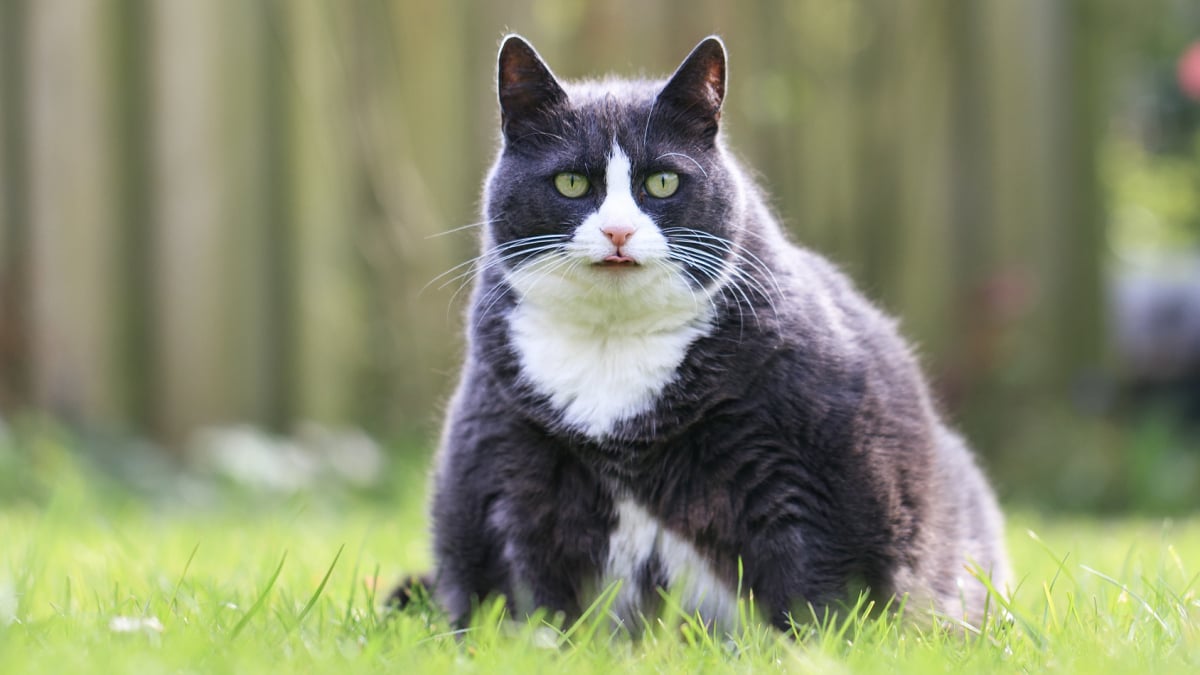 Illustration : "L’obésité du chat"