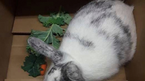 Illustration : "Abandonné dans un carton à l'extérieur d'un magasin ce lapin démarre une nouvelle vie !"