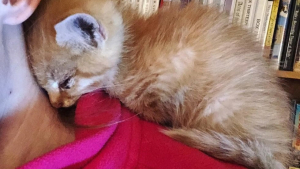 Illustration : Récupéré au bord d’une autoroute, un petit chaton se fait une place à part dans son nouveau foyer