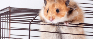 Illustration : "Préparer l'arrivée du hamster à la maison"