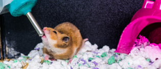 Illustration : "Les besoins en eau du hamster"