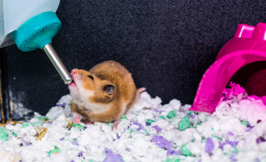 Illustration : "Les besoins en eau du hamster"