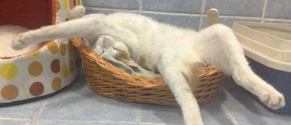Illustration : "15 photos qui prouvent que les chats sont (très) à l'aise n'importe où ! "