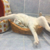 Illustration : 15 photos qui prouvent que les chats sont (tr&egrave;s) &agrave; l'aise n'importe o&ugrave; ! 