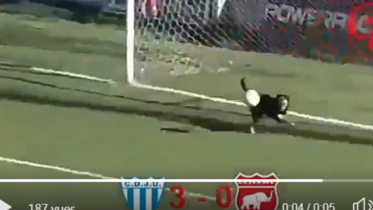 Illustration : "(Vidéo) Un chien réalise une parade du museau en plein match de football"