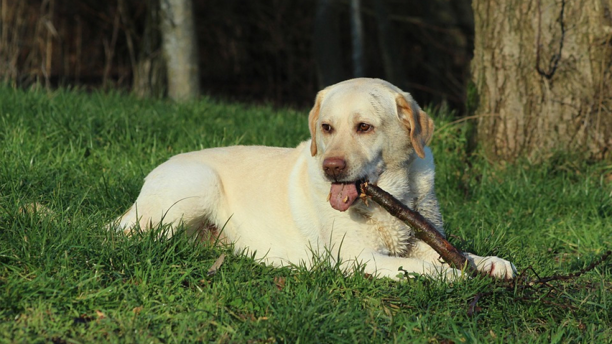 Illustration : "En creusant dans son jardin, son chien découvre une dent de mammouth laineux !"