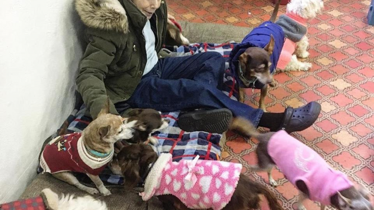 Illustration : "Un foyer pour chiens âgés vient en aide à une femme souffrant d’un cancer en gardant ses 4 Chihuahuas"