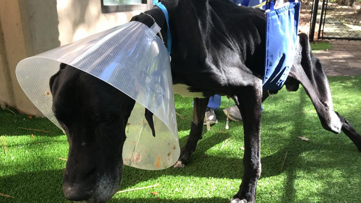 Illustration : "Négligé, affamé, un chien commence à manger sa patte avant d’être secouru"