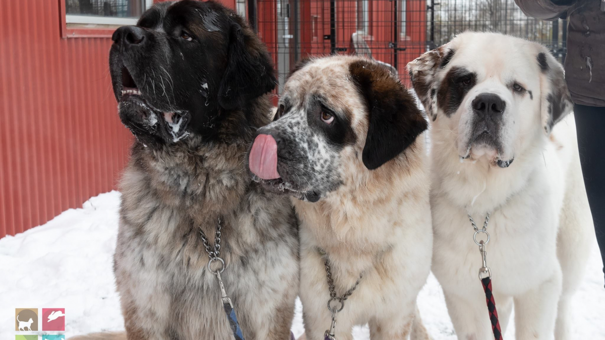 Illustration : "La famille parfaite a enfin été trouvée pour cette fratrie de 3 chiens inséparables"