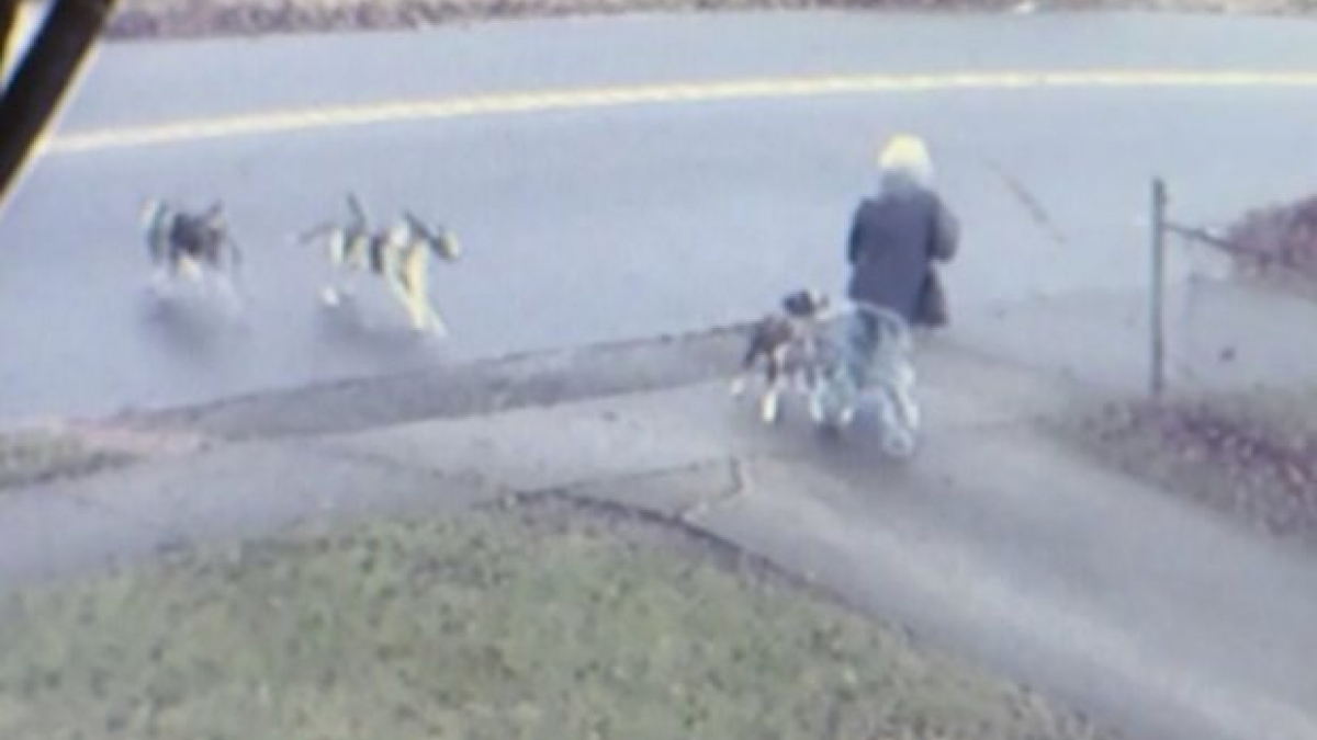 Illustration : "Une femme âgée attaquée par plusieurs chiens et sauvée par une voisine (vidéo)"