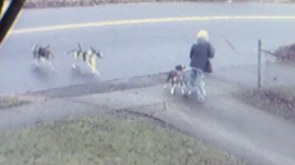 Illustration : Une femme âgée attaquée par plusieurs chiens et sauvée par une voisine (vidéo)
