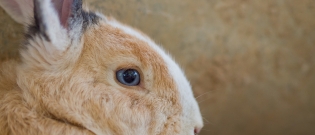 Illustration : "Les besoins en eau du lapin"