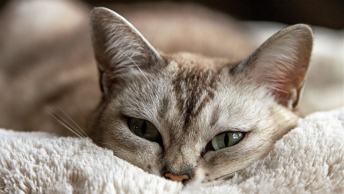 Illustration : "Devant la disparition d’une dizaine de chats, l’inquiétude règne…"