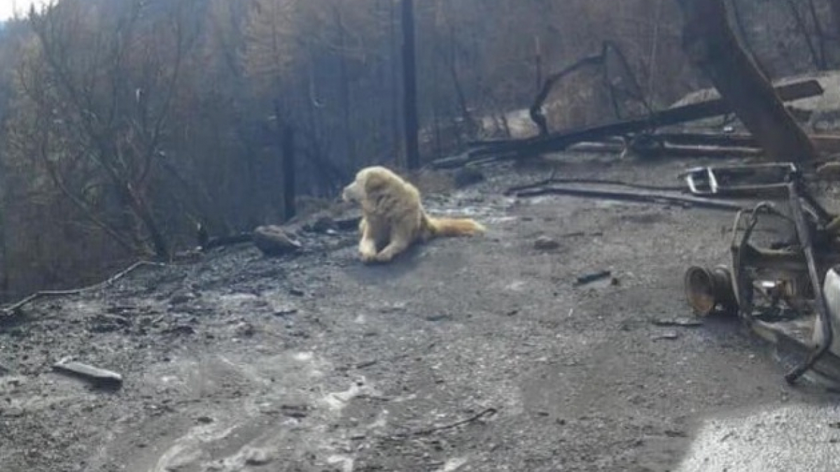 Illustration : "Feux de forêt en Californie : devant la maison de ces maîtres, un chien a attendu leur retour pendant un mois"