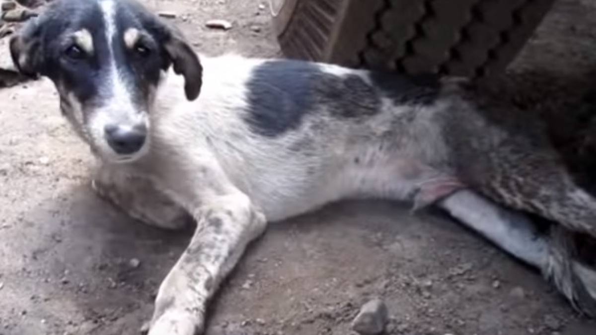 Illustration : "Ce chien errant blessé ne semblait avoir aucune chance de s'en sortir, jusqu'à l'arrivée des bénévoles (vidéo)"