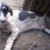 Illustration : Ce chien errant blessé ne semblait avoir aucune chance de s'en sortir, jusqu'à l'arrivée des bénévoles (vidéo)