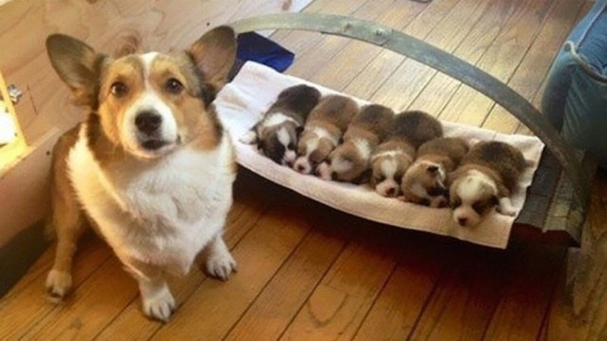 Illustration : "19 photos de chiennes et chattes devenues mamans et ravies de vous présenter leurs petits"