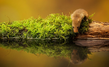 Illustration : "Les besoins en eau de la souris"