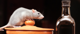 Illustration : "Les besoins en eau du rat"