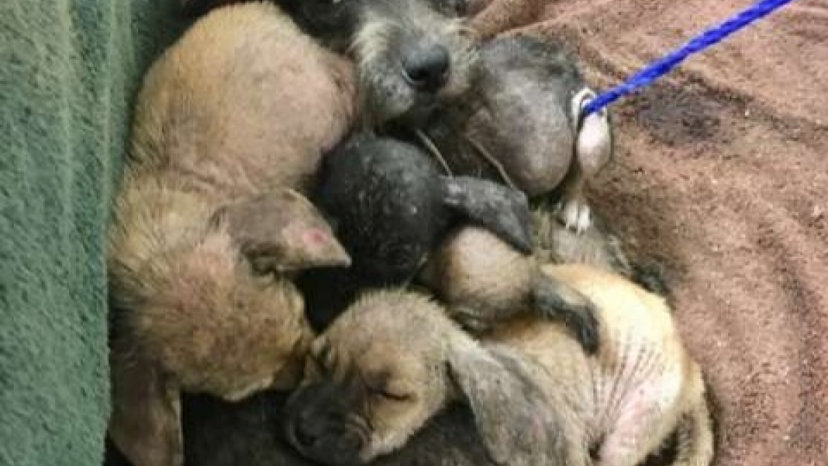 Illustration : "Sauvetage d'une chienne et ses quatre chiots trouvés dans la rue, leur état était alarmant"