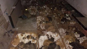 Illustration : À la recherche de son chat, il tombe sur un abattoir souterrain renfermant 375 félins
