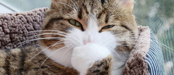 Illustration : "27 photos de chats qui sont devenus de