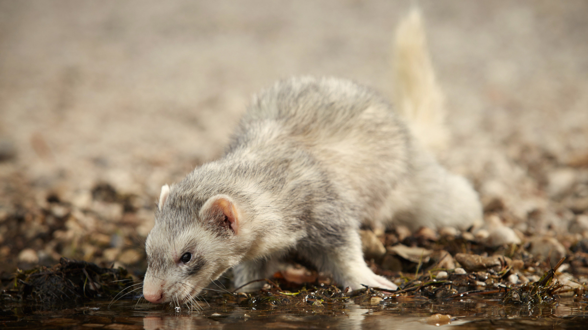 Illustration : "Les besoins en eau du furet"