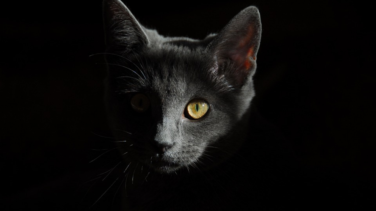 Illustration : "Un chat sauvé par les pompiers dans l'incendie de la maison de ses propriétaires"