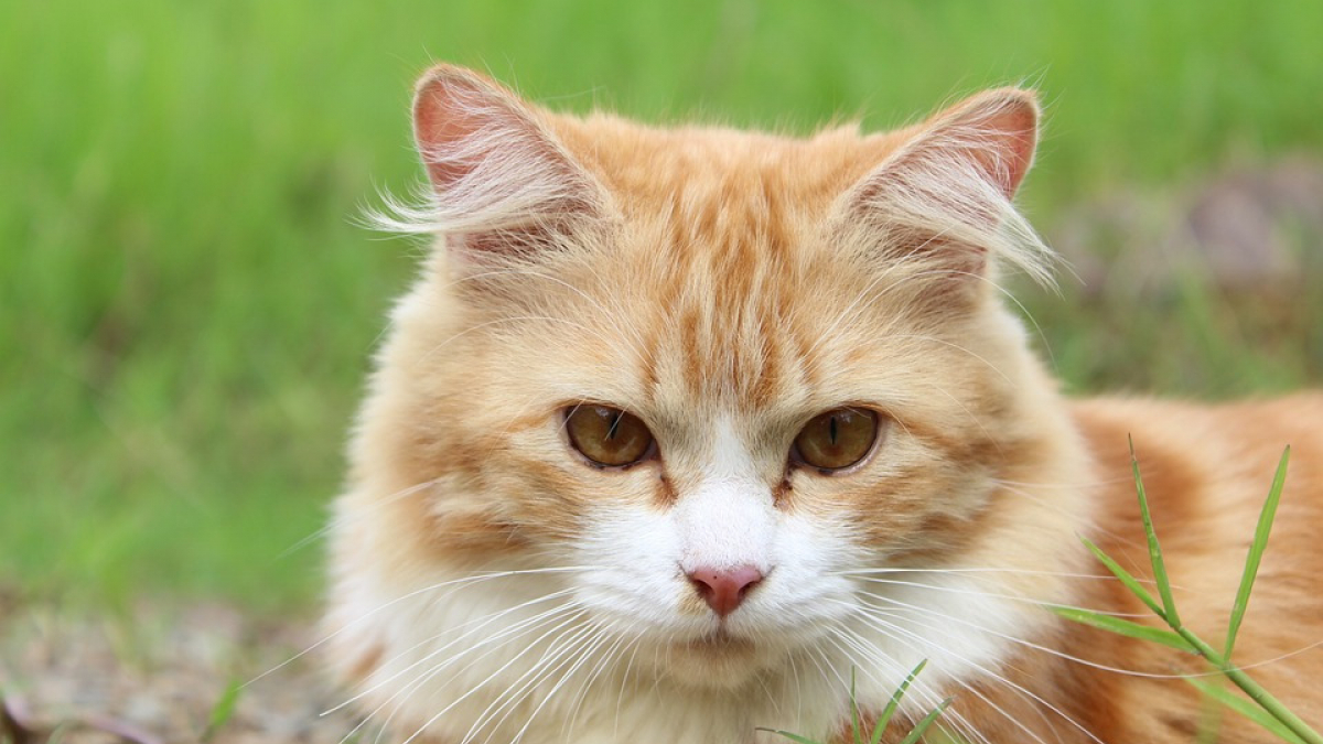 Illustration : "Cette étude affirme que les chats d'aujourd’hui sont plus grands que leurs prédécesseurs"