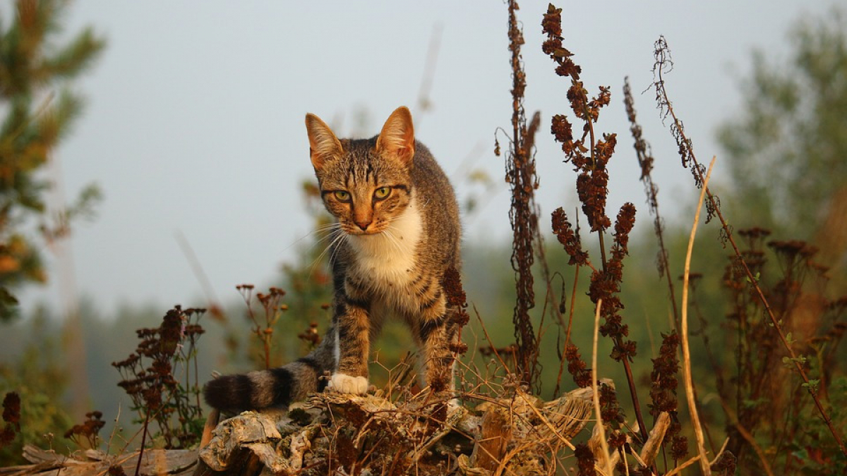 Illustration : "La disparition de nombreux chats inquiète, l’hypothèse d’un empoisonnement privilégiée"