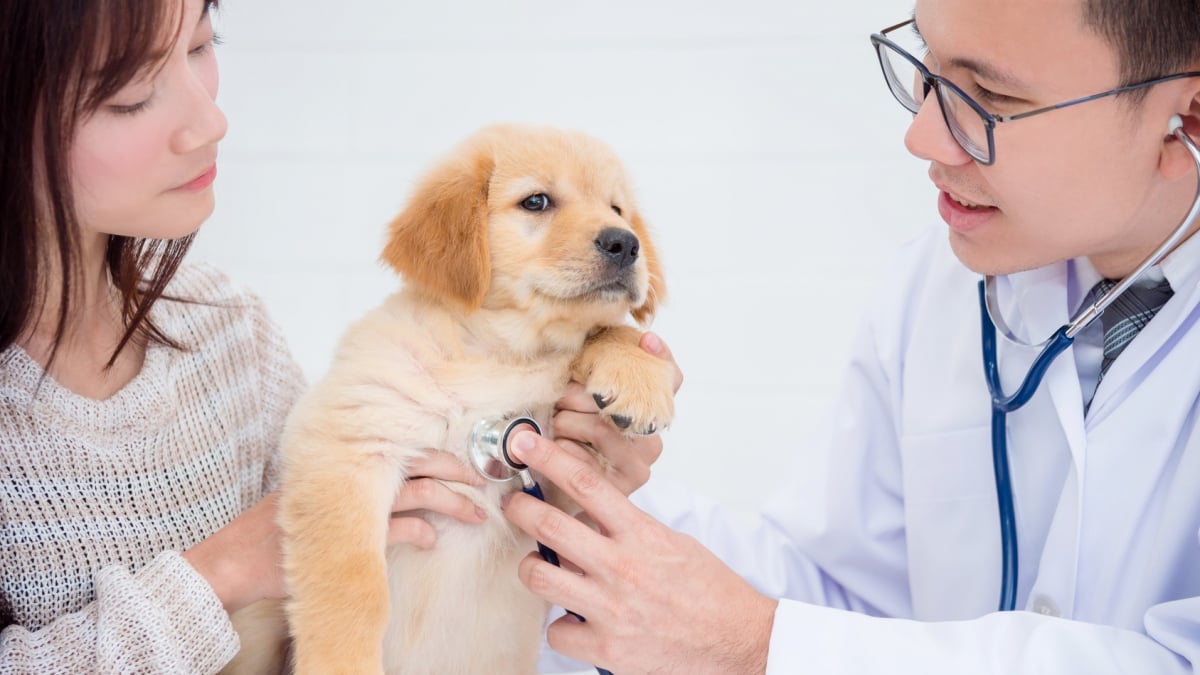 Illustration : "Les consultations vétérinaires fondamentales pour mon chiot pendant sa première année"