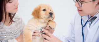 Illustration : "Les consultations vétérinaires fondamentales pour mon chiot pendant sa première année"