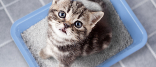Illustration : "Les accessoires indispensables pour accueillir un chaton"