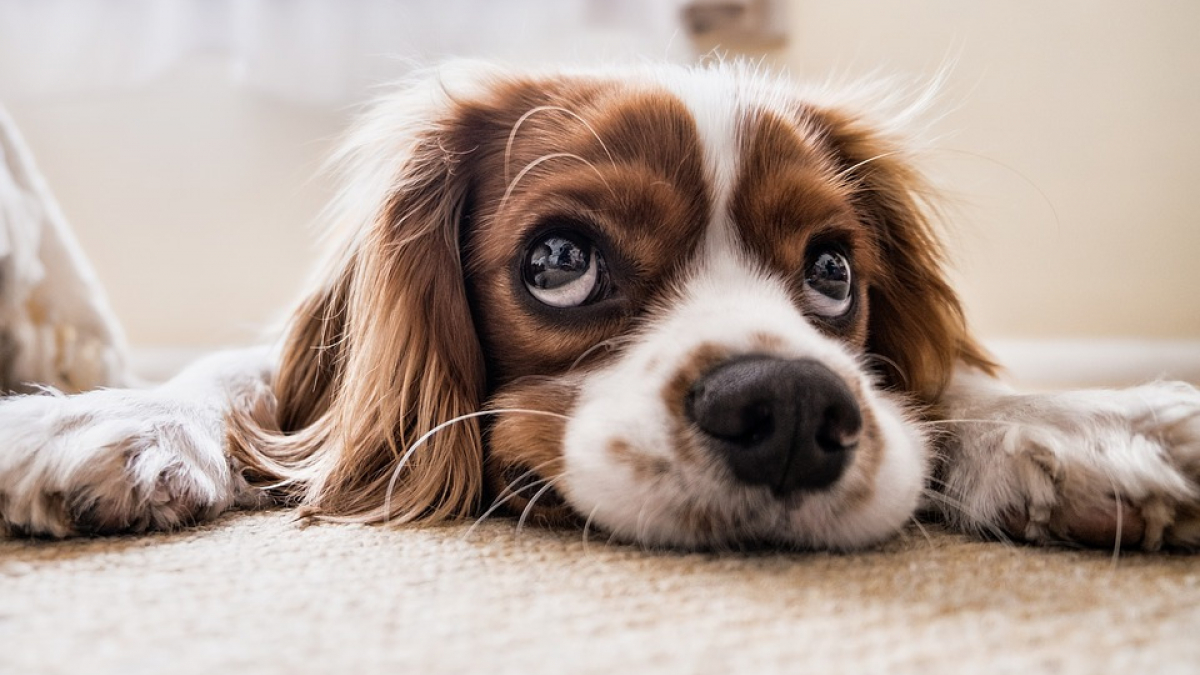 Illustration : "Il faisait vivre des chiens dans des clapiers à lapin, un homme condamné par la justice"