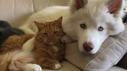 Illustration : Ces 20 chats et chiens ont des amis d'autres espèces et sont autant de leçons de tolérance