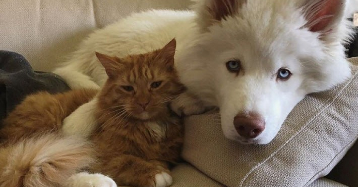 Ces 20 chats et chiens ont des amis d'autres espèces et