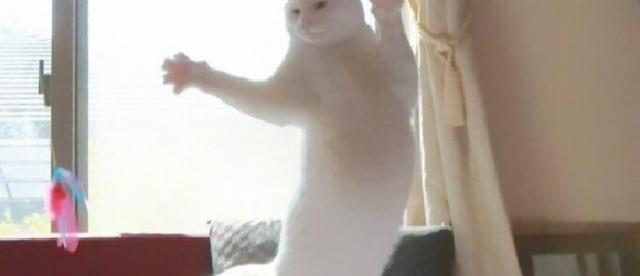 Illustration : "Ces 17 photos vous expliquent pourquoi on ne s'ennuie jamais avec un chat"