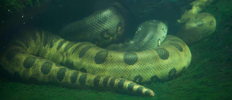 Illustration : "Les besoins en eau du serpent"