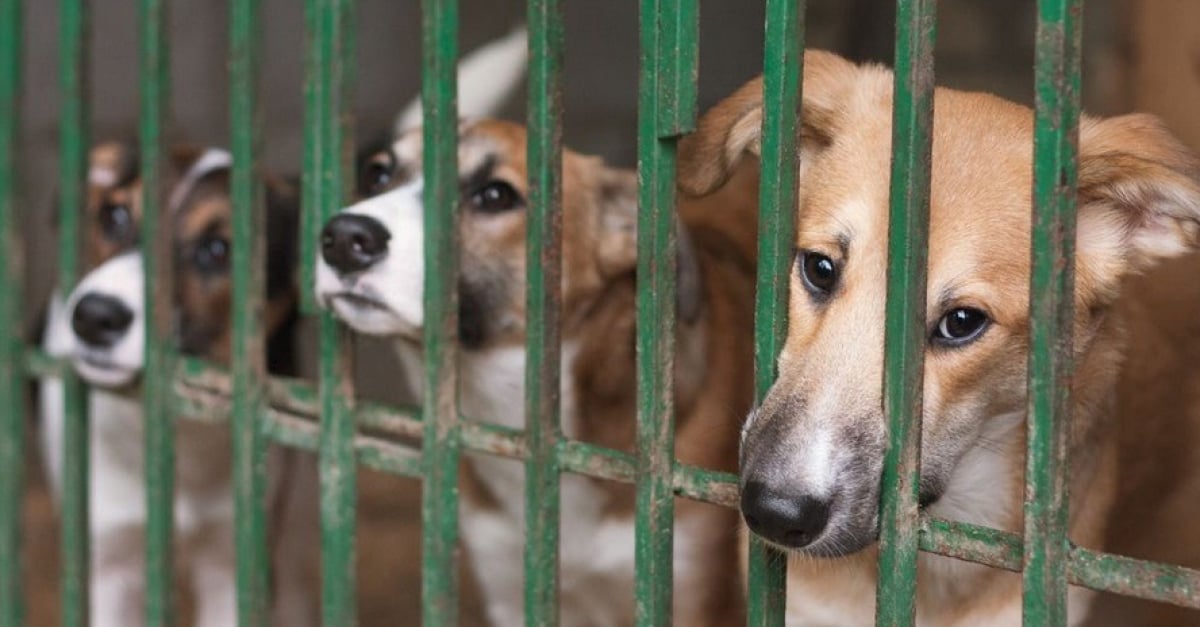 Le Noël des animaux de la SPA, l’événement est annulé