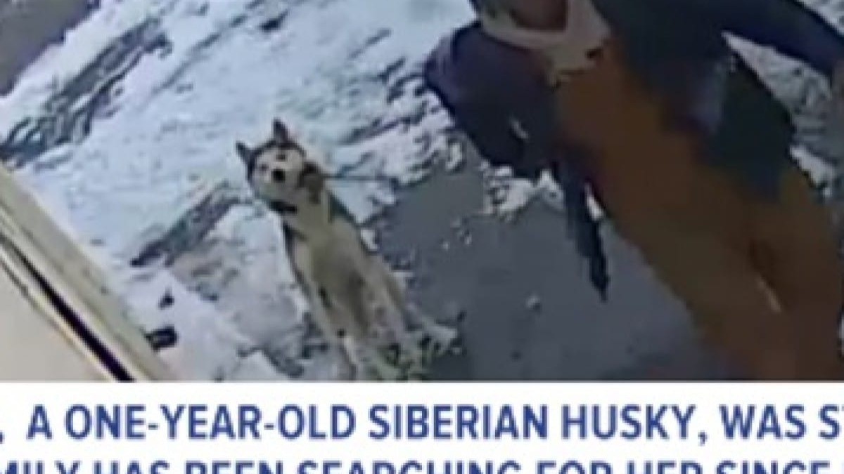 Illustration : "(Vidéo) Il vole un chien Husky dans un jardin et le rend quand il apprend avoir été filmé"