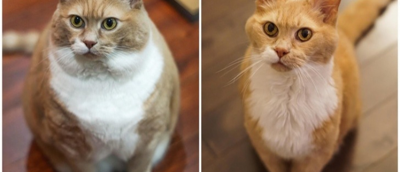 10 Chats Et Chiens Qui Ont Brillamment Vaincu L Obesite