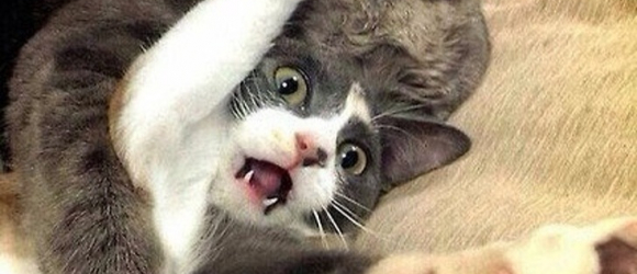 Illustration : "21 photos qui nous rappellent que les chats sont des acteurs hors pair"
