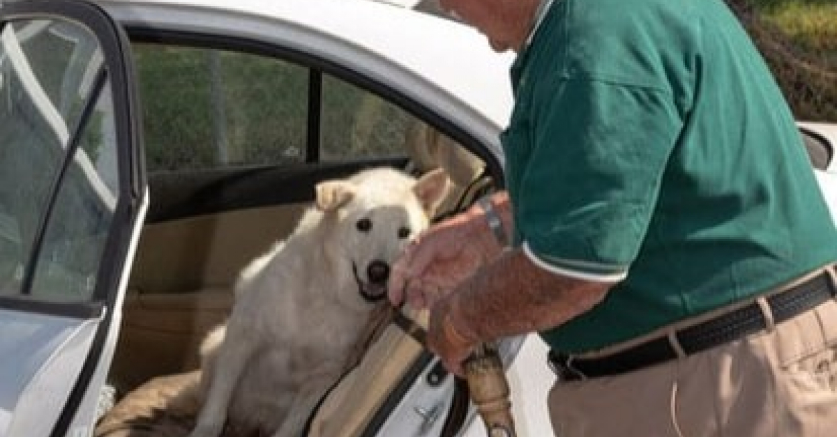 Sans l'aide de ce militaire à la retraite, ce chien "trop