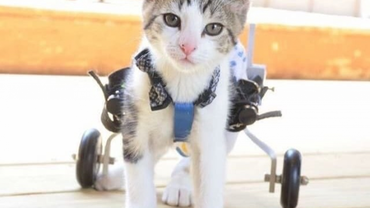 Illustration : "Un chaton paralysé reçoit un chariot sur mesure et réapprend les joies de la mobilité !"