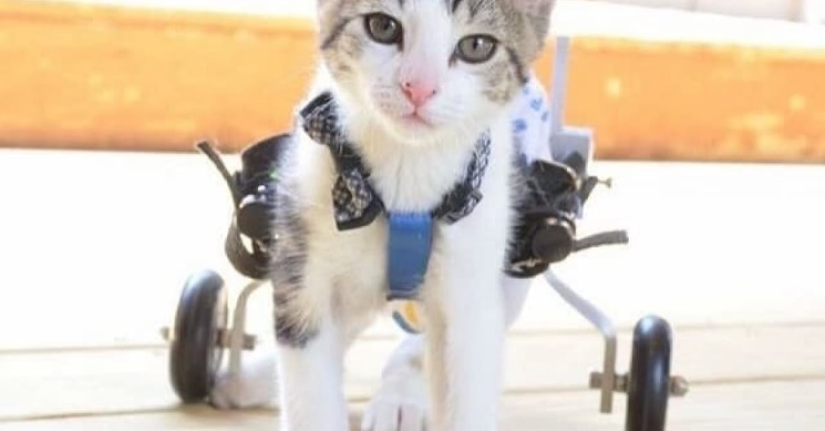 Un Chaton Paralyse Recoit Un Chariot Sur Mesure Et Reapprend Les Joies De La Mobilite Un Chaton Paralyse Recoit Un Chariot Sur Mesure Et Reapprend Les Joies De La Mobilite
