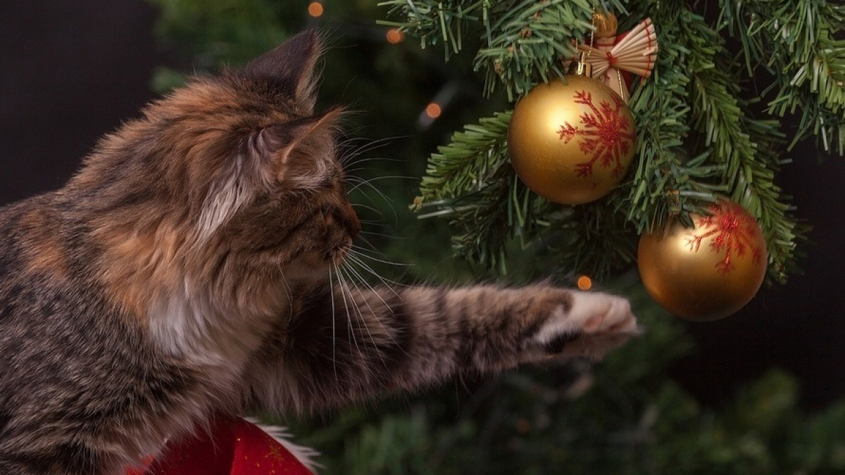 Illustration : "Comment protéger son sapin des griffes de son chat ?"