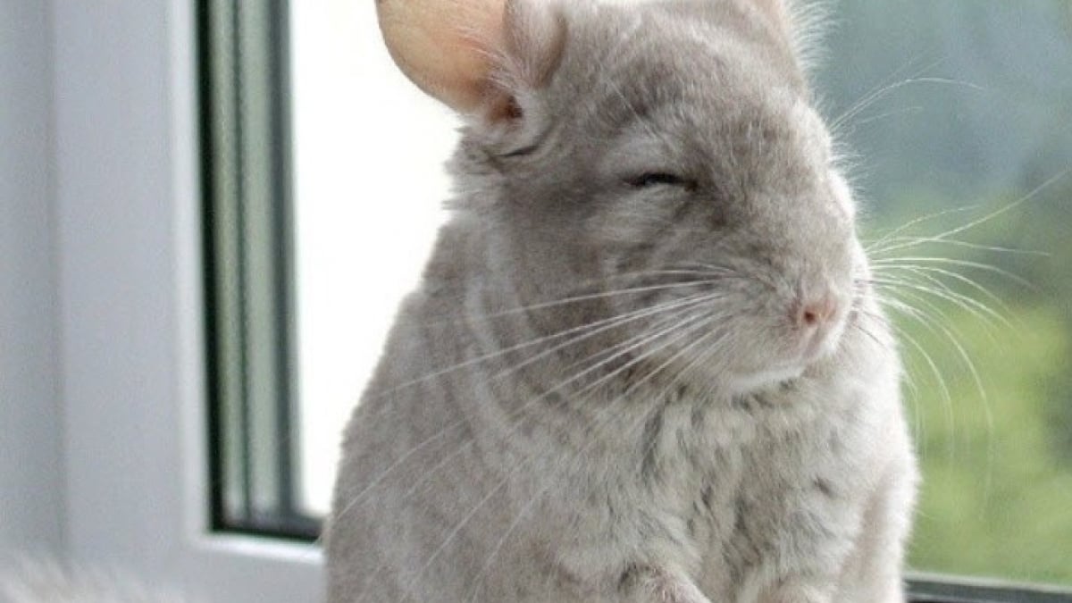 Illustration : "20 photos de Chinchillas qui vous feront tomber amoureux de ce petit rongeur"