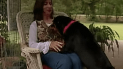 Illustration : Elle recueille un chien survivant d'un accident de voiture et l'aide à retrouver sa famille 