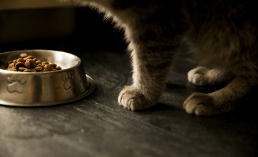 Illustration : "La perte d’appétit du chat"