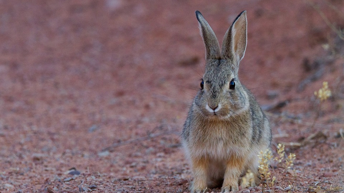 Illustration : "Le mystère du serial-killer de lapins enfin résolu ?"